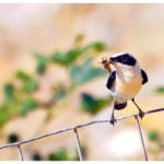 Black-eared Wheatear