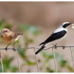 Black-eared Wheatears