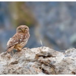 Little Owl