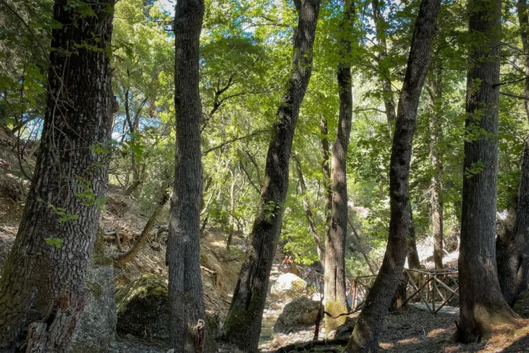 Butterflies Valley