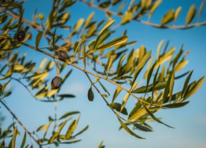 Olive leaves